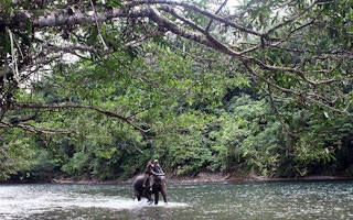 Members of Indonesia's Conservation Response Unit working alongside endangered elephants in the Genung Leuser National Park