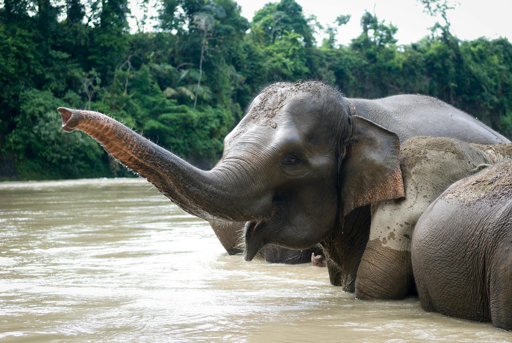 Sumatran_Elephant_Indonesia