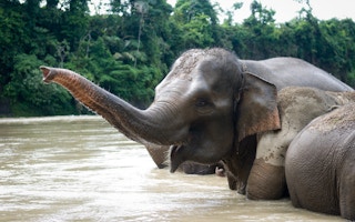 Sumatran_Elephant_Indonesia