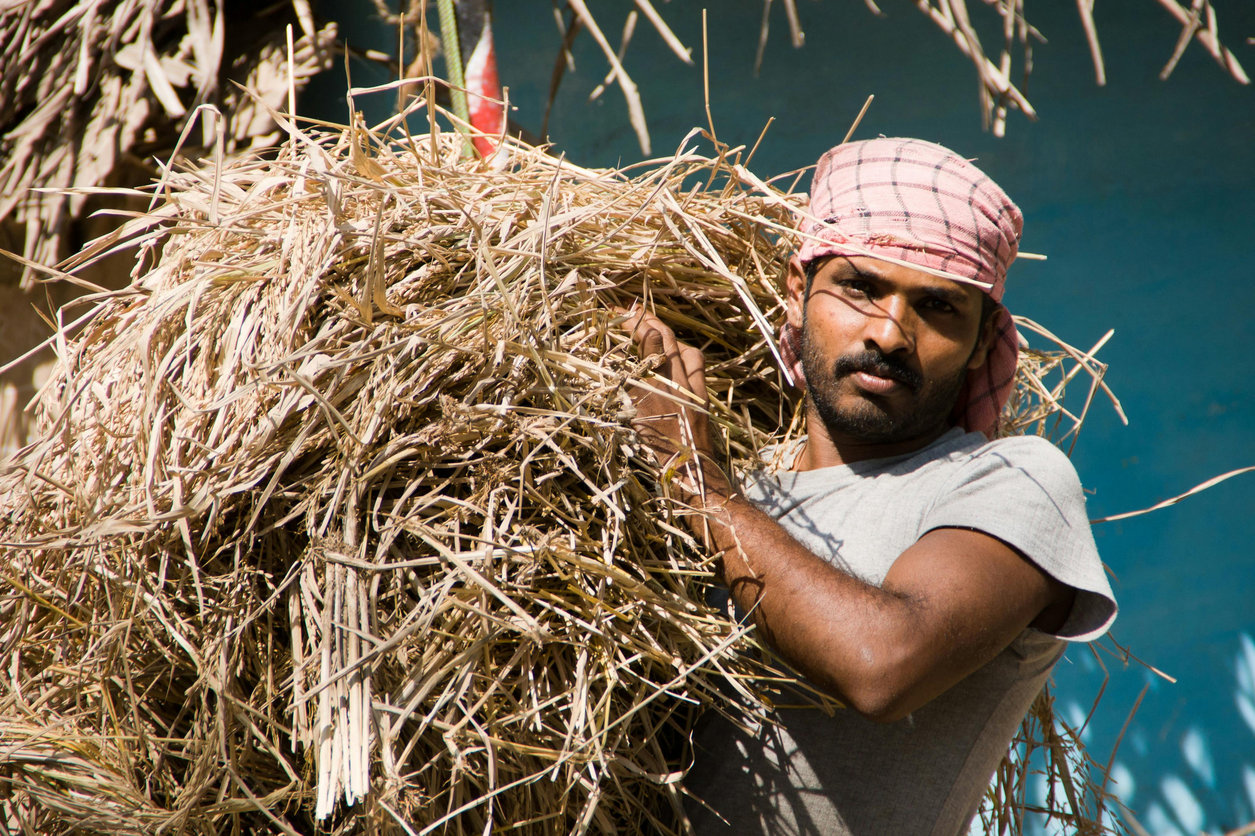 Rice_Farmer_Sulawesi_Indonesia