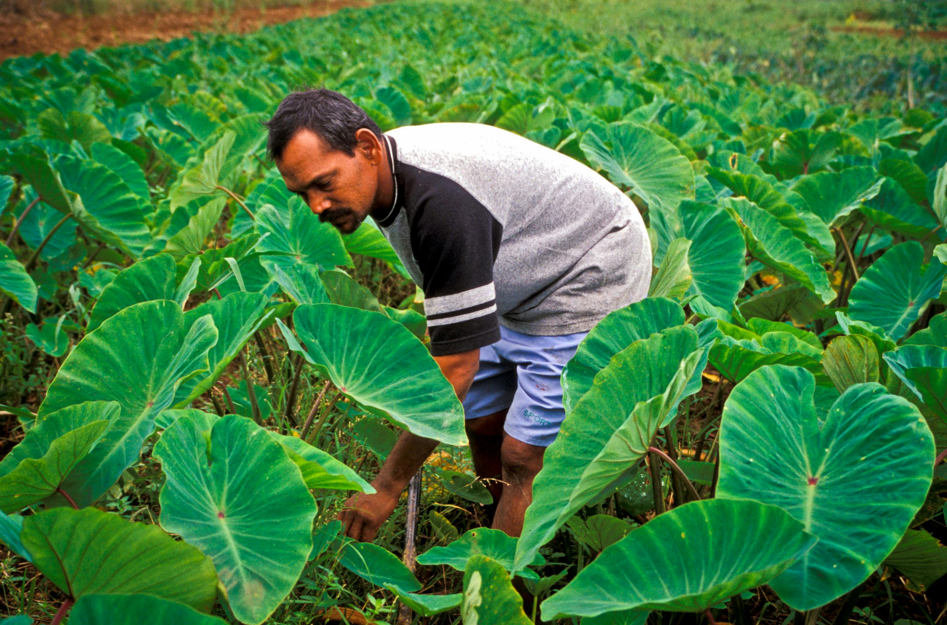 Farm_Worker_Fiji