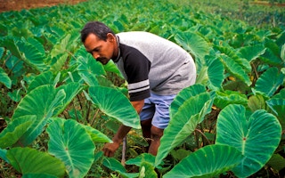 Farm_Worker_Fiji