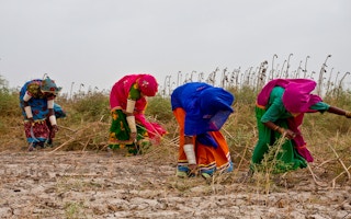 Women farmers in Sindh, Pakistan