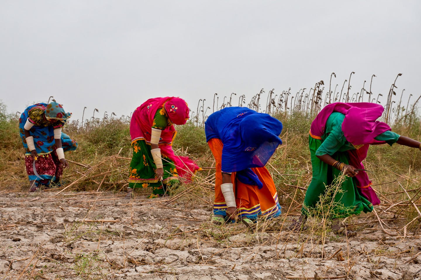 Women farmers in Sindh, Pakistan