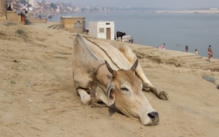 Heatwave_Cow_Ganges