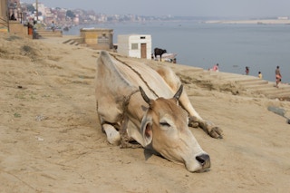 Heatwave_Cow_Ganges