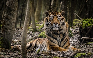 Sumatra Tiger_Indonesia
