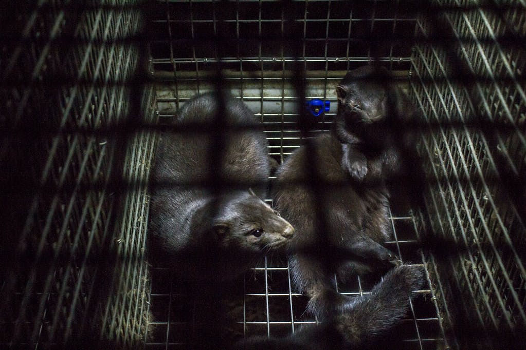 Mink_Cage_Fur