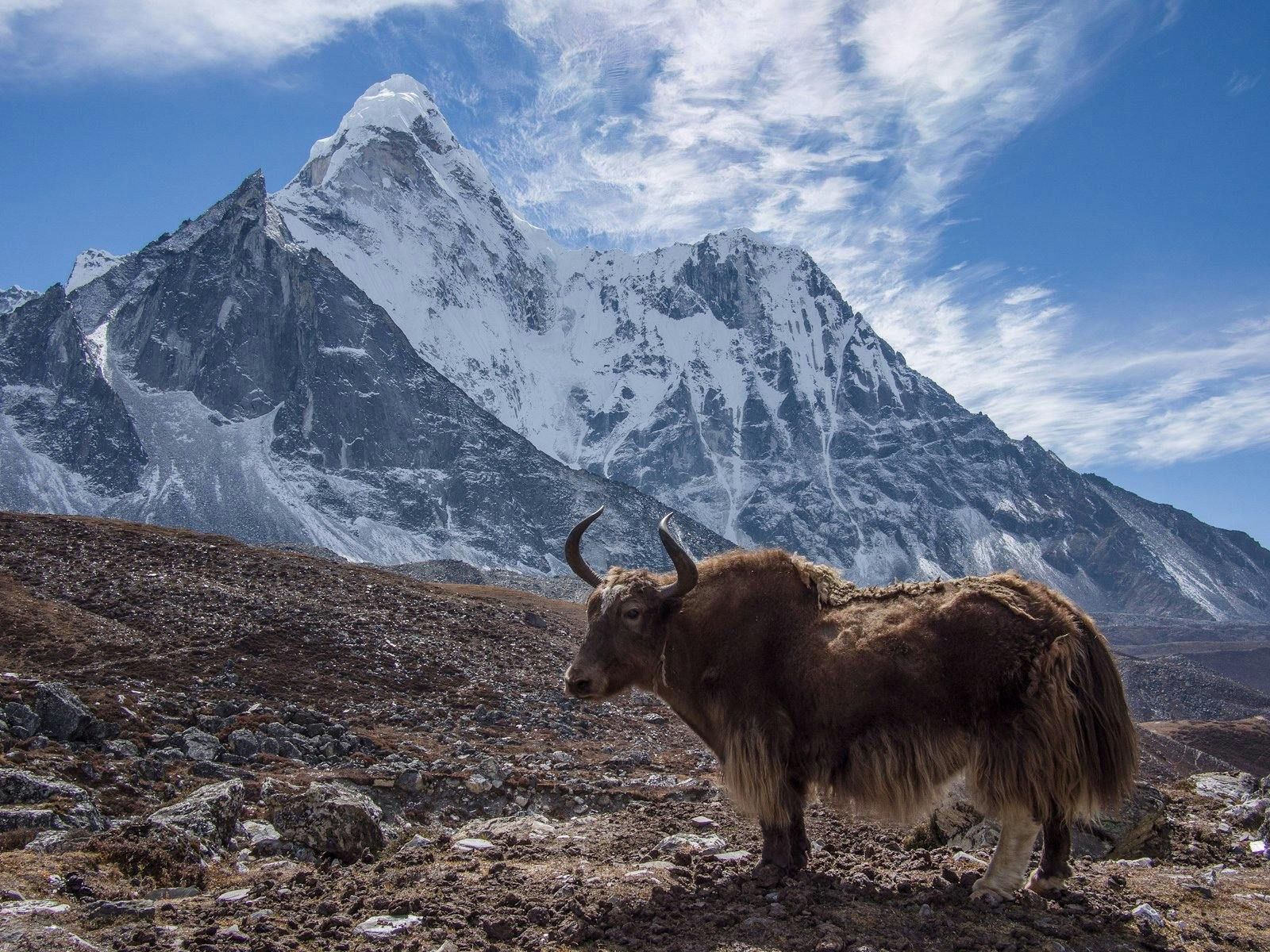 Yak_Himalayas