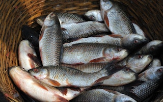 fish in market2