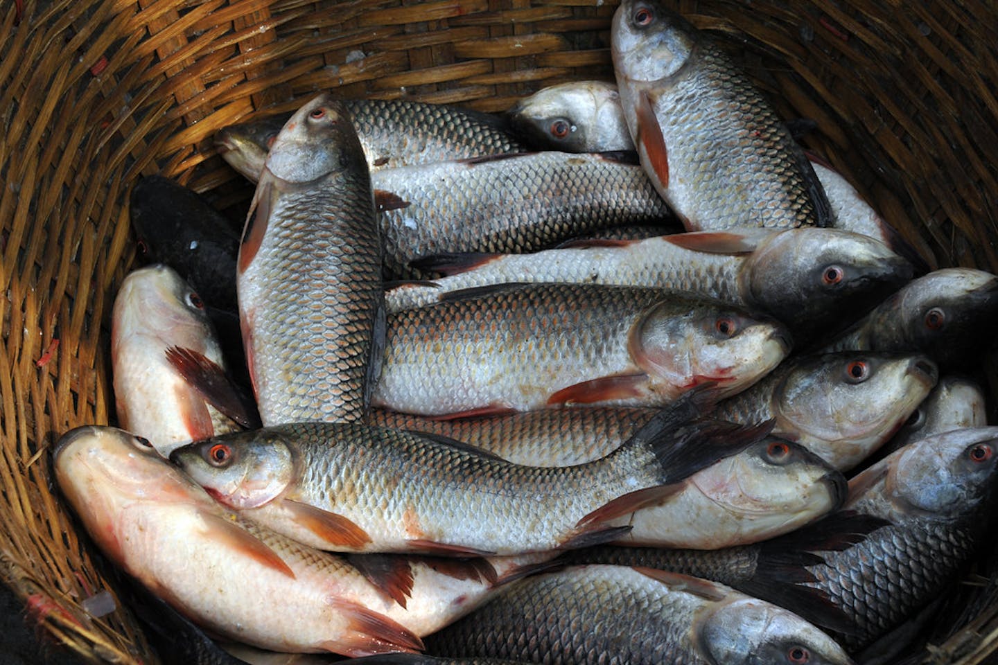 fish in market2