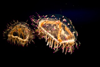 Deep_Sea_Jellyfish_Japan