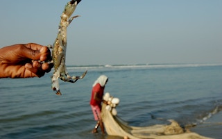 crab harvesting bangladesh