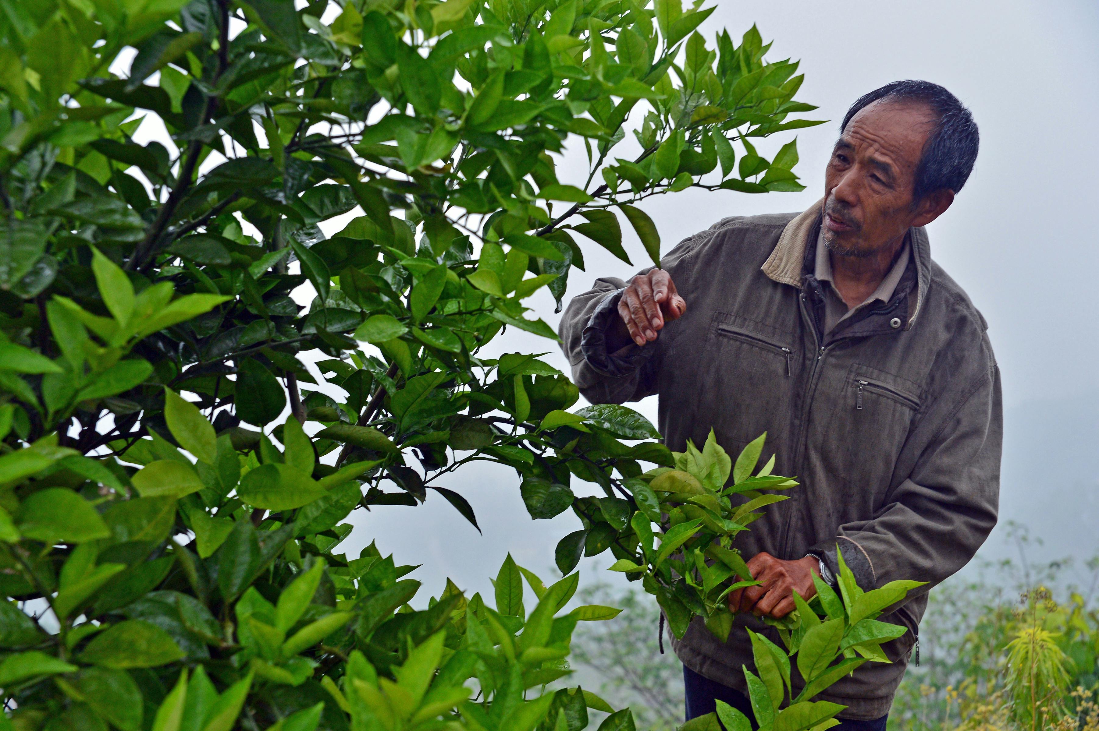 Orange_Farming_China