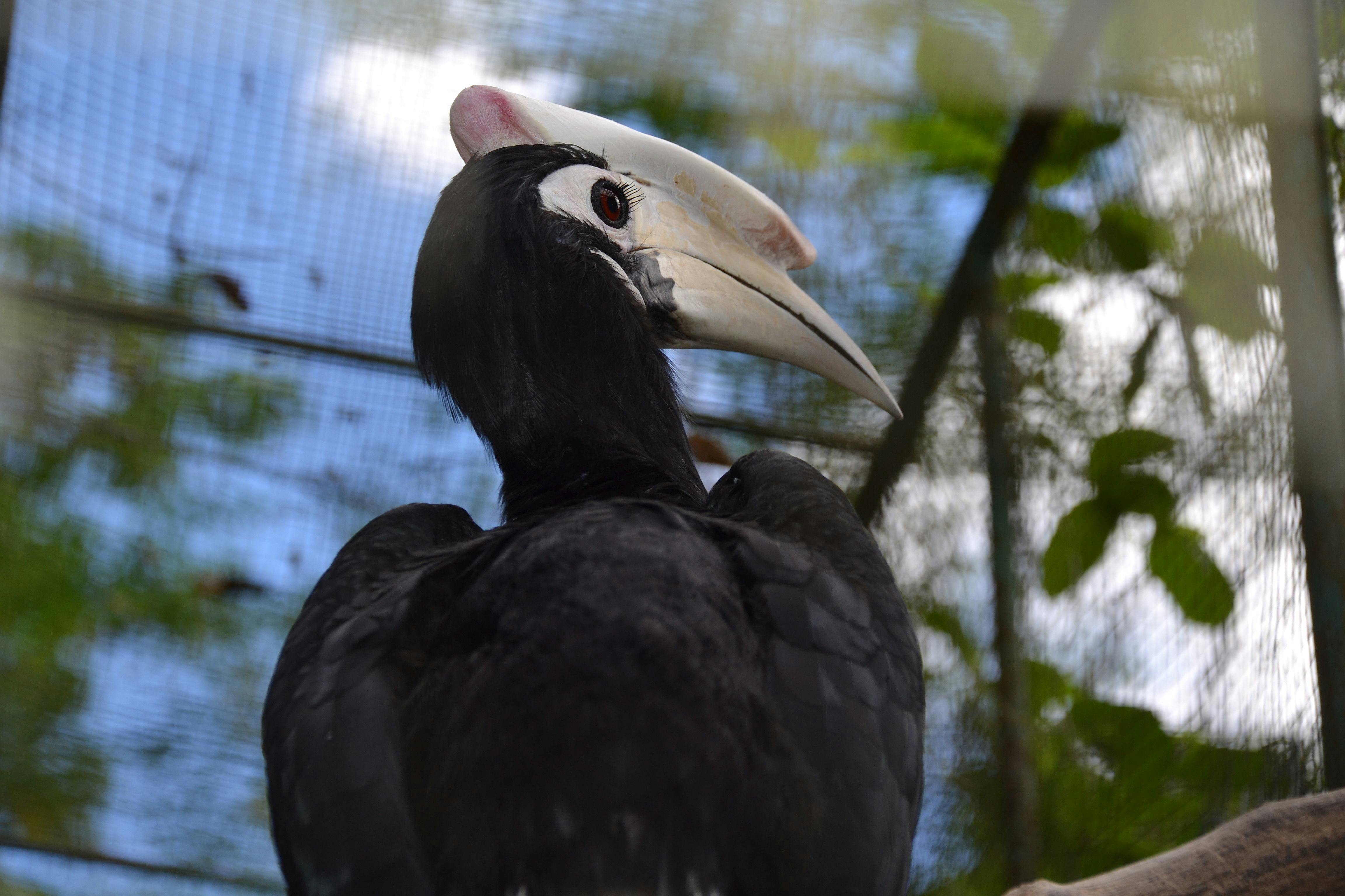 Biodiversity_Credits_Scepticism_Philippine_Hornbill