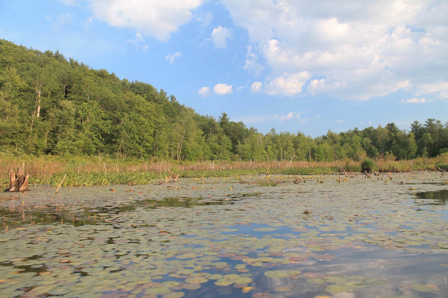Natural Capital wetland
