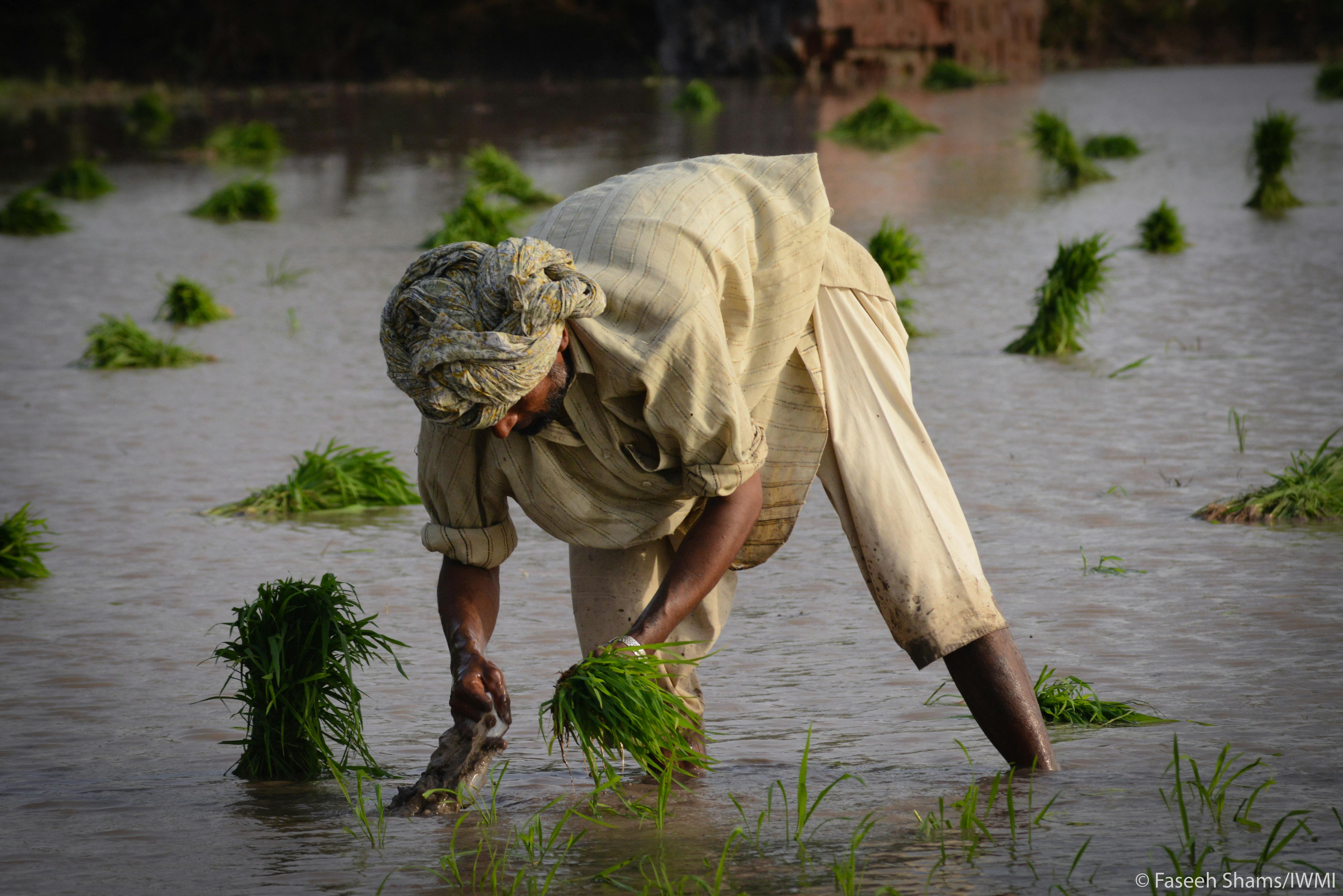 Rice_Farmer_Pakistan_2