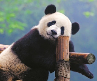 Asia's neglected bears buckle as giant pandas hog conservation