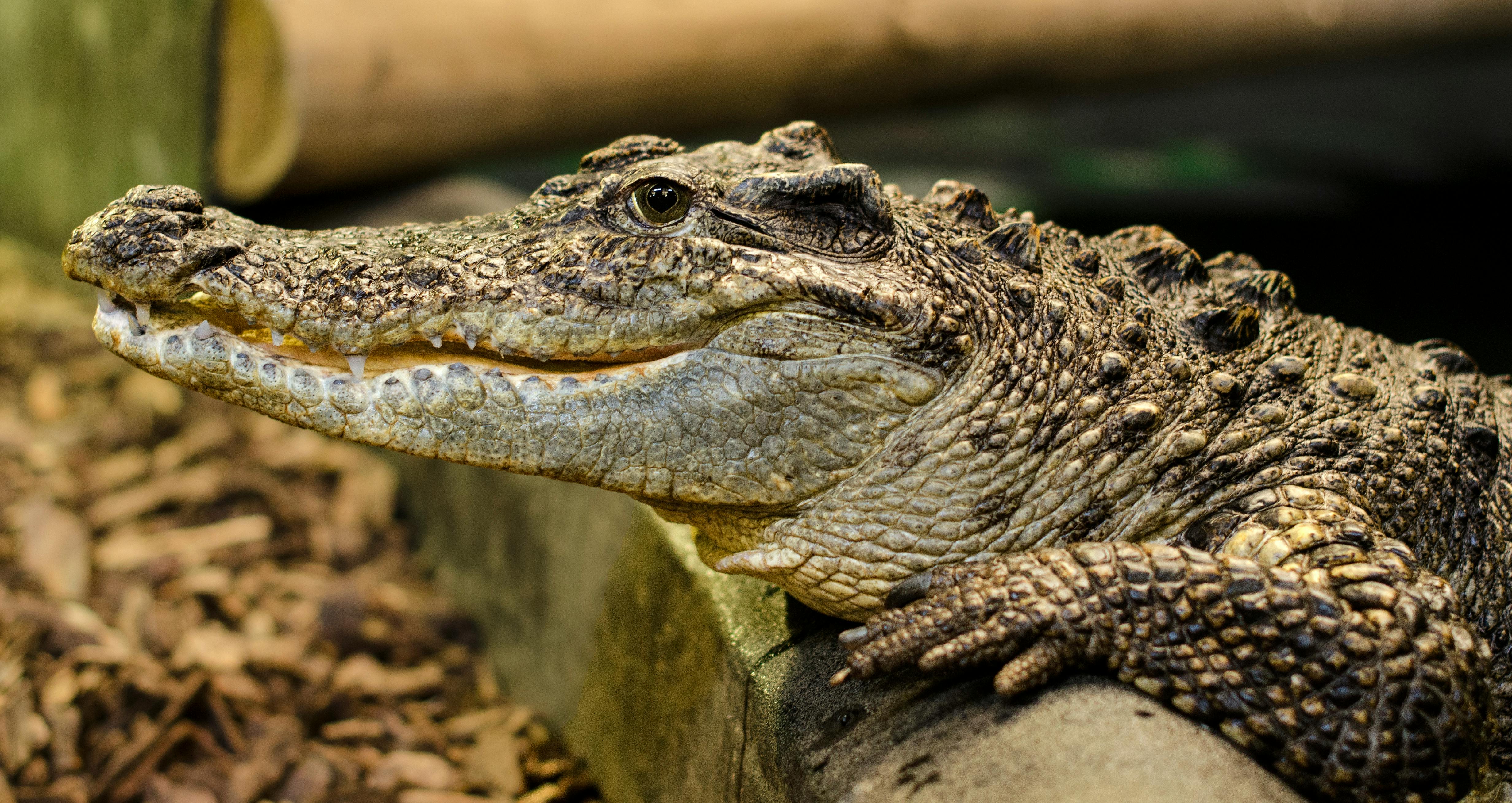 Siamese_Crocodile_CITES