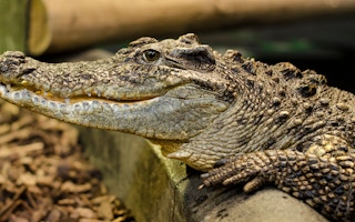 Siamese_Crocodile_CITES