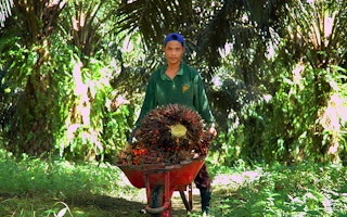 Palm Farm_Indonesia