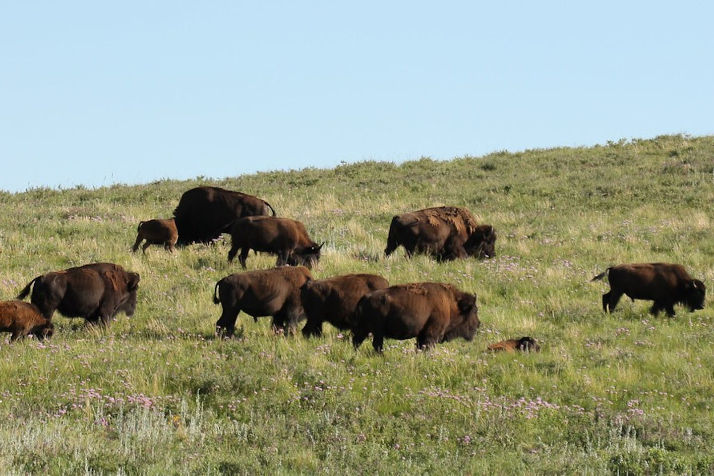 bison wildlife