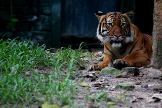 Tiger in Selangor state, Malaysia