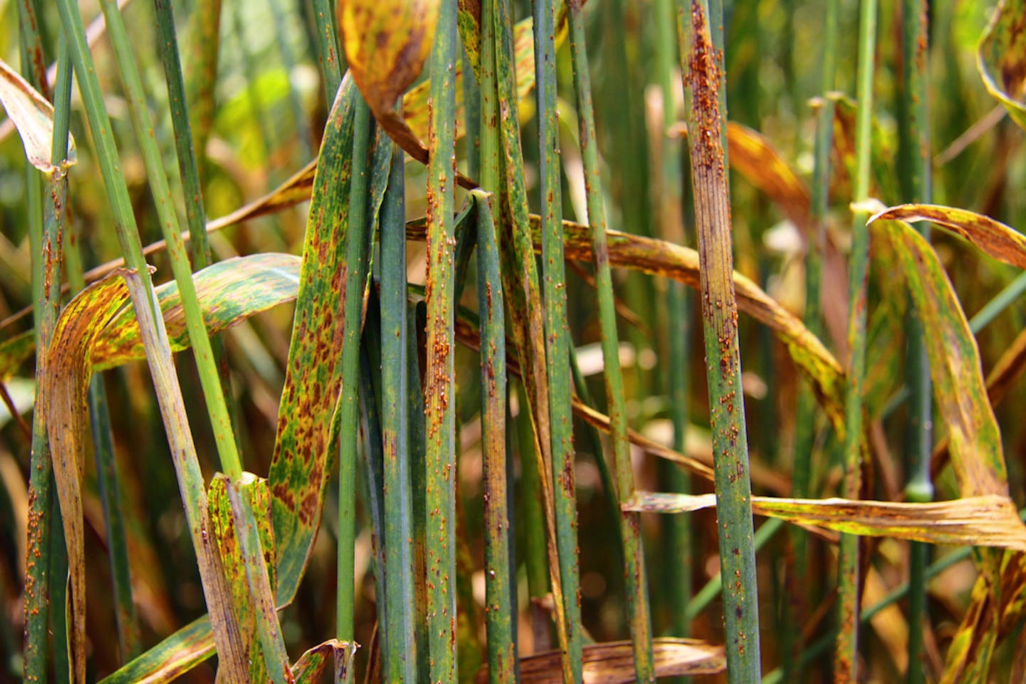 plant with wheat stem rust disease