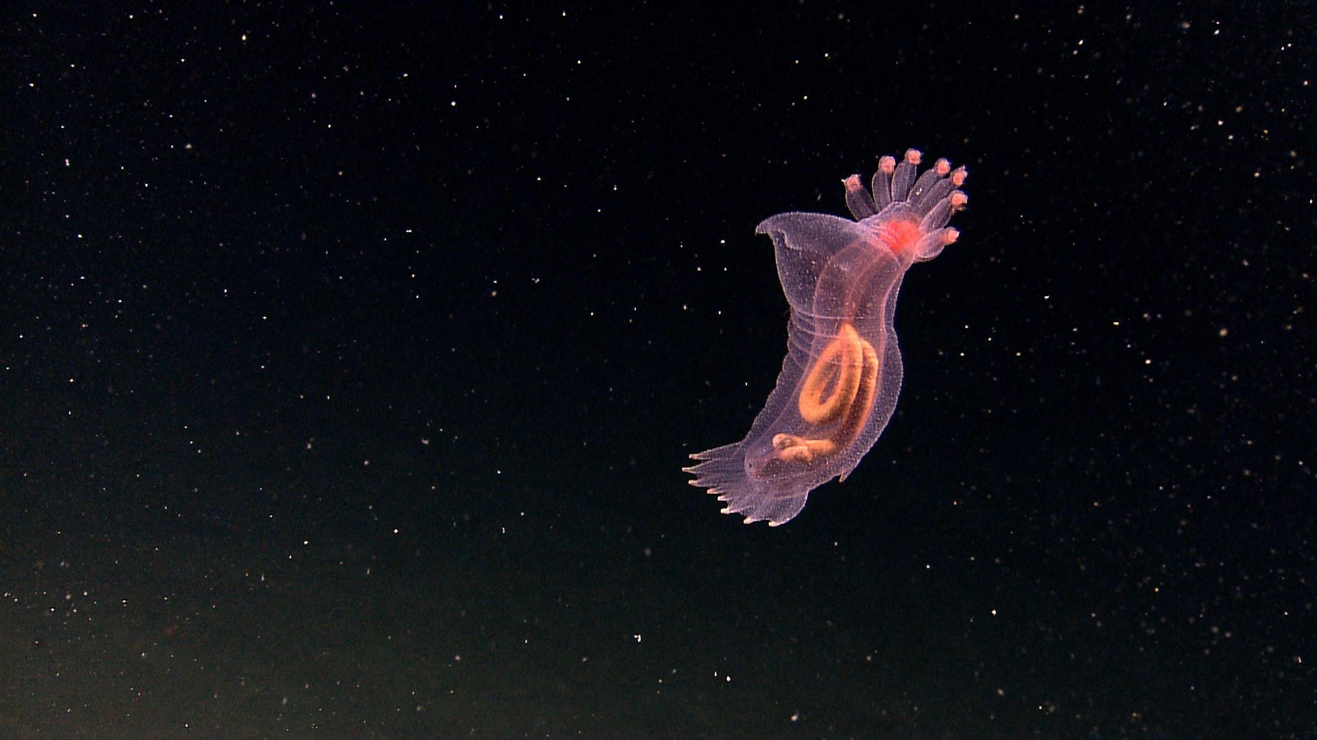 Deepsea_Sponge_NOAA