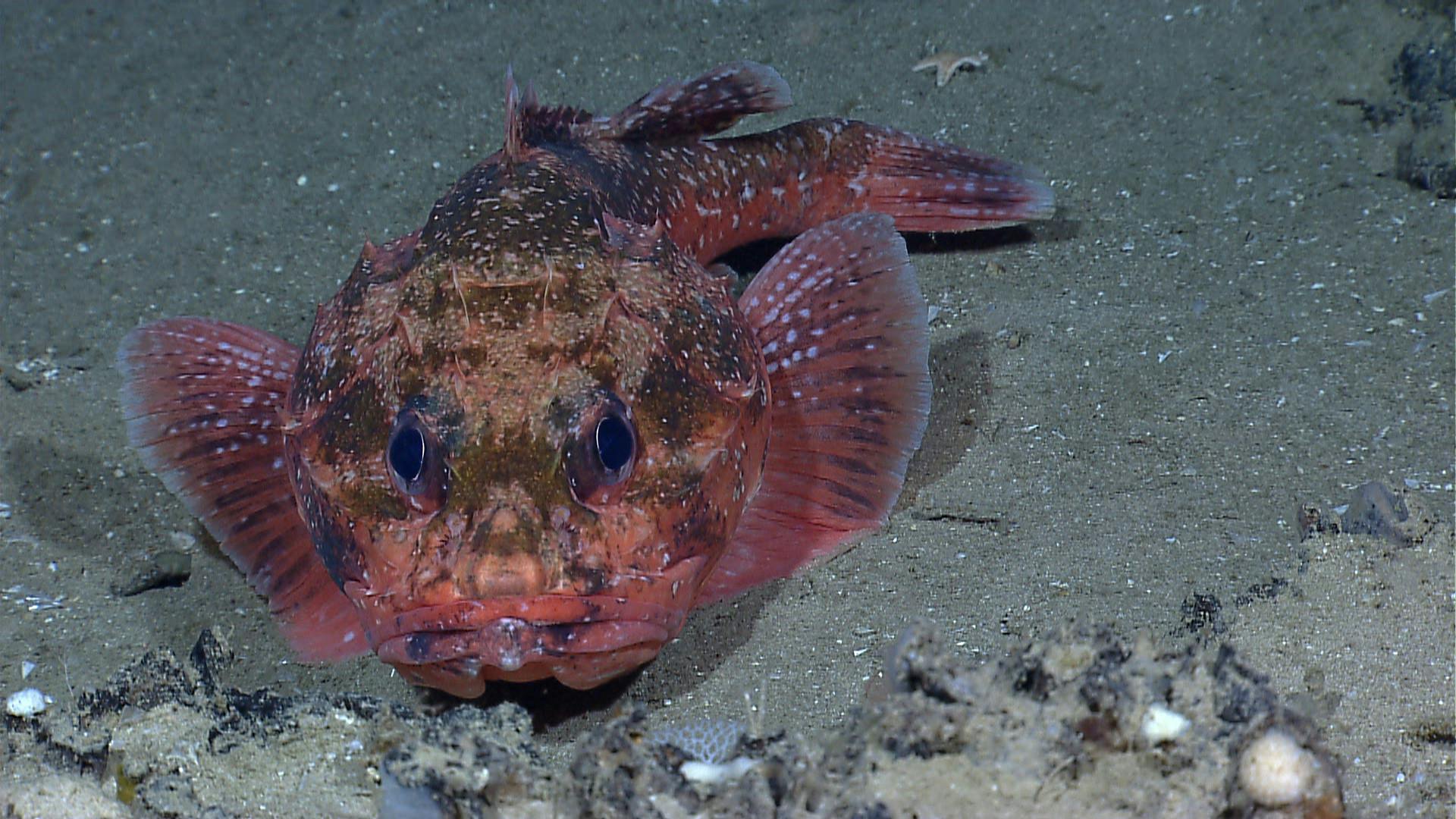 NOAA_Deep_Sea_Mining_Fish