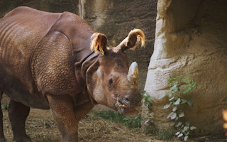 Sumatra_Rhino_Indonesia