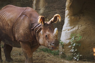 Sumatra_Rhino_Indonesia
