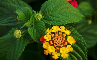 Despite being pretty, lantana is an invasive weed in India that threatens tiger habitat