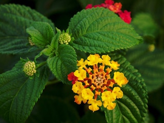 Despite being pretty, lantana is an invasive weed in India that threatens tiger habitat