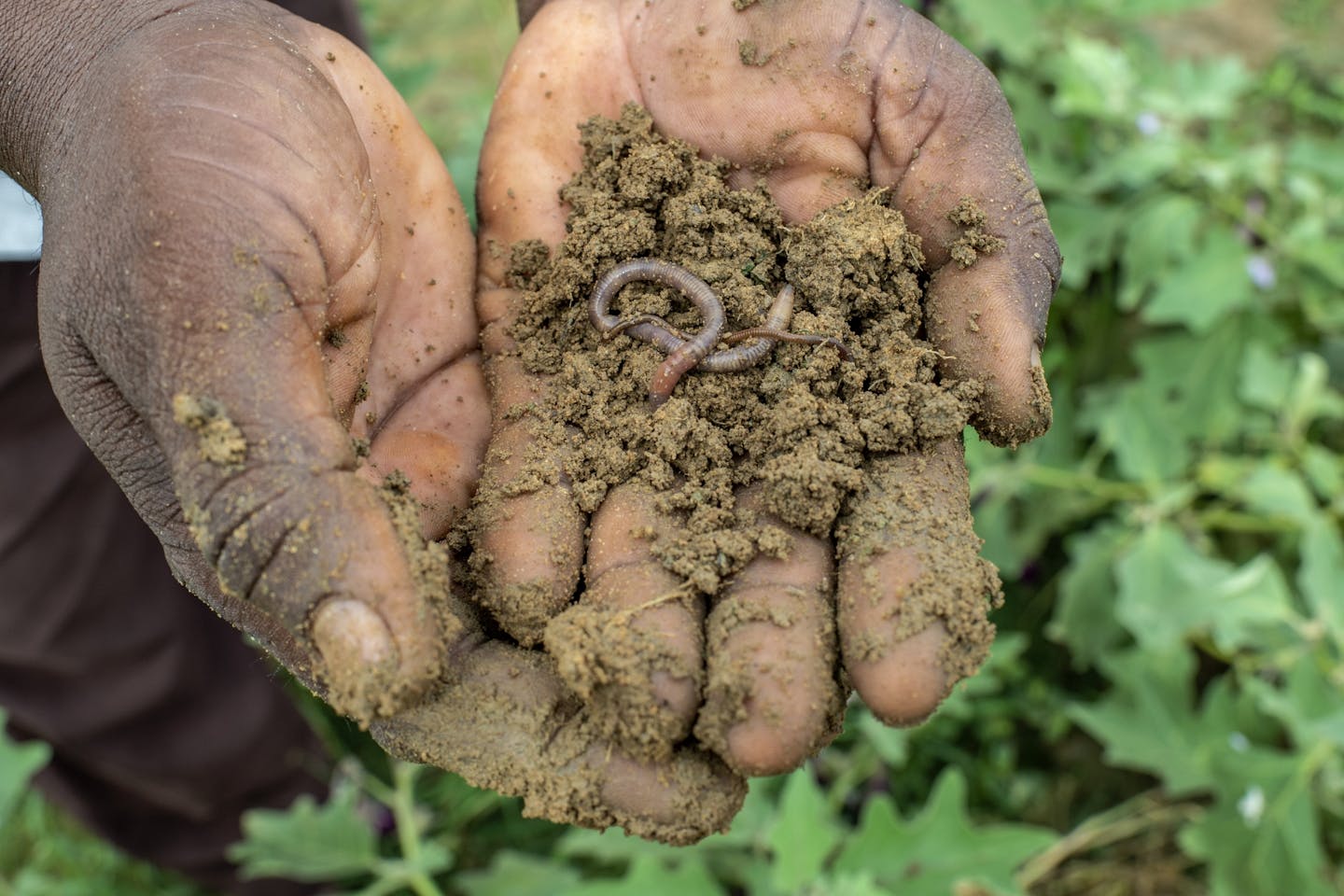 A farmer holding soil