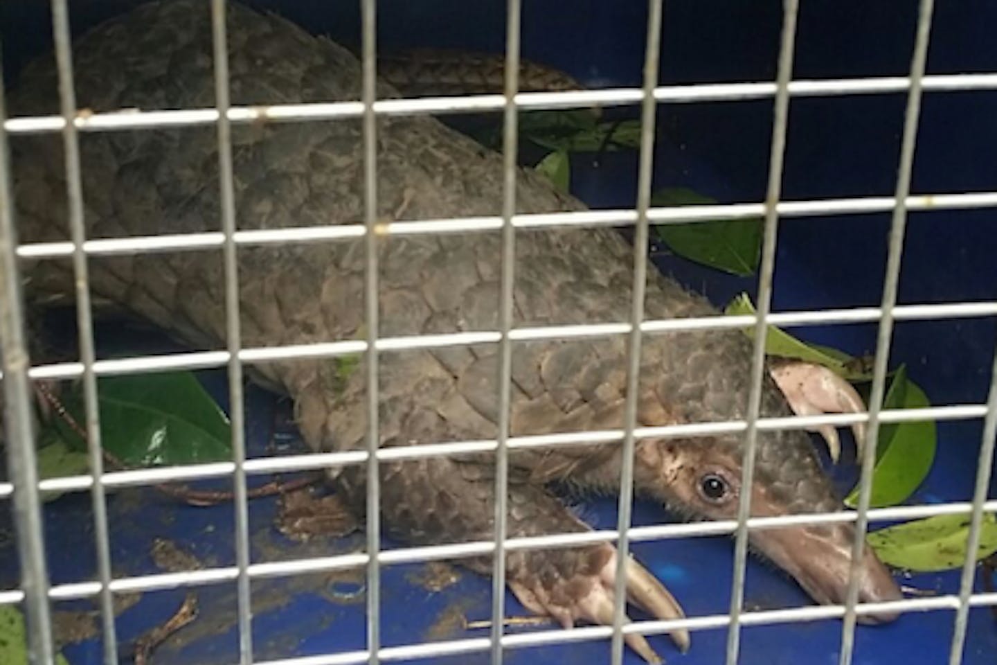 A pangolin. Pangolins, the world's most trafficked mammal, are among the species suspected of transferring the Covid-19 coronavirus to humans. Image: Robin Hicks/Eco-Business