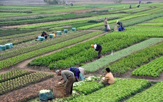 vietnam farmers