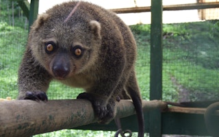 Talaud bear cuscus