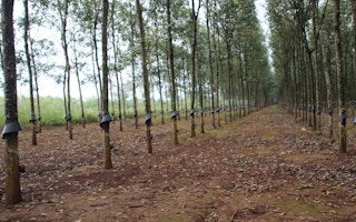 A rubber tree plantation.