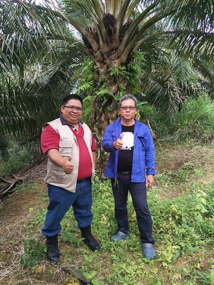 Sarawak independent smallholder