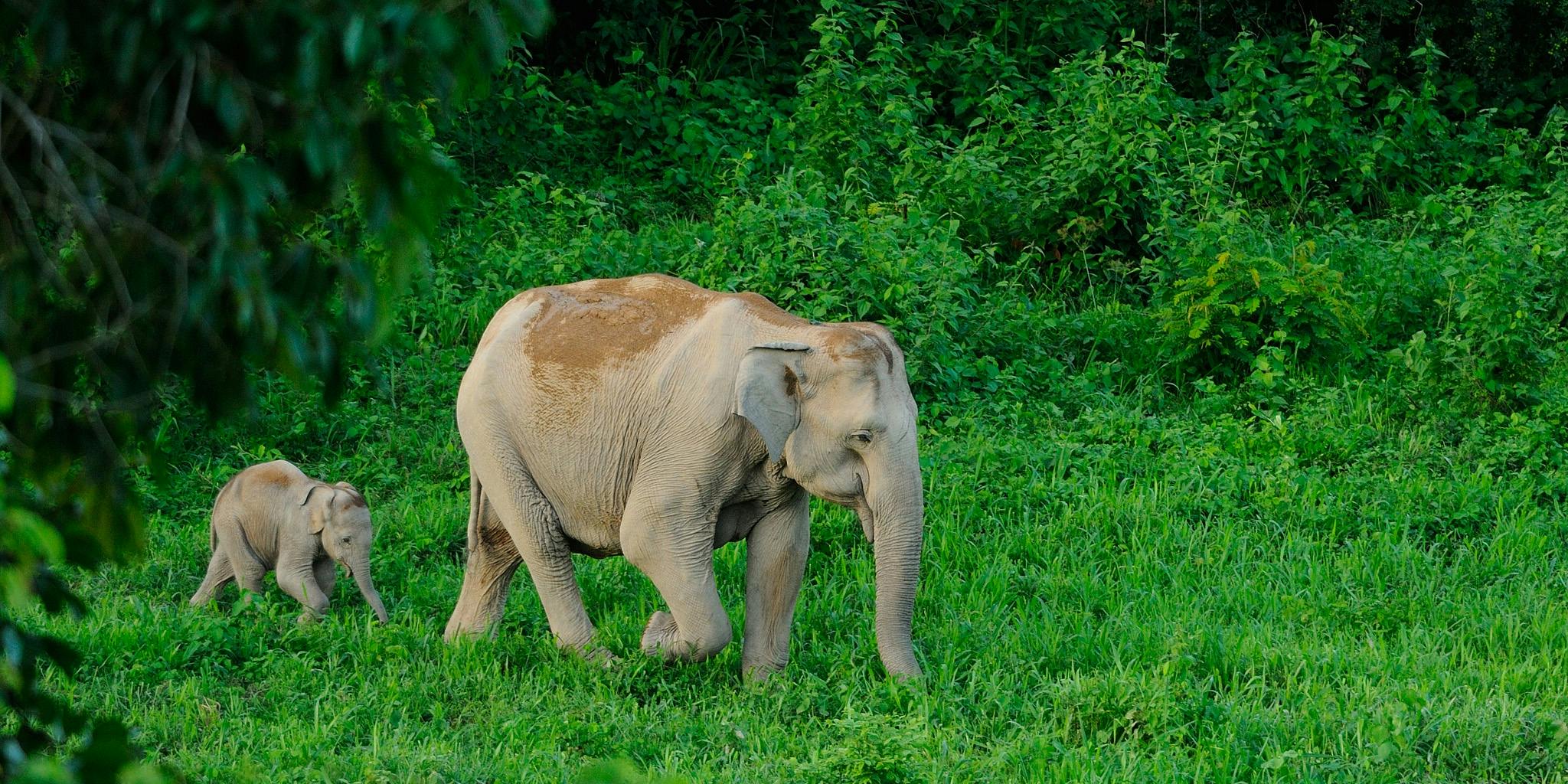 Rewilding_travel_ecotourism_Southeast_Asia_Kui_Buri_Elephants