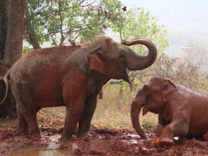 Asian elephants in Myanmar