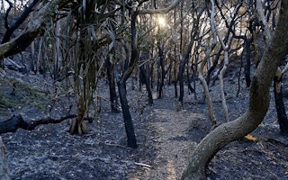 Burned forest, Australia