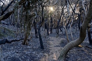 Burned forest, Australia