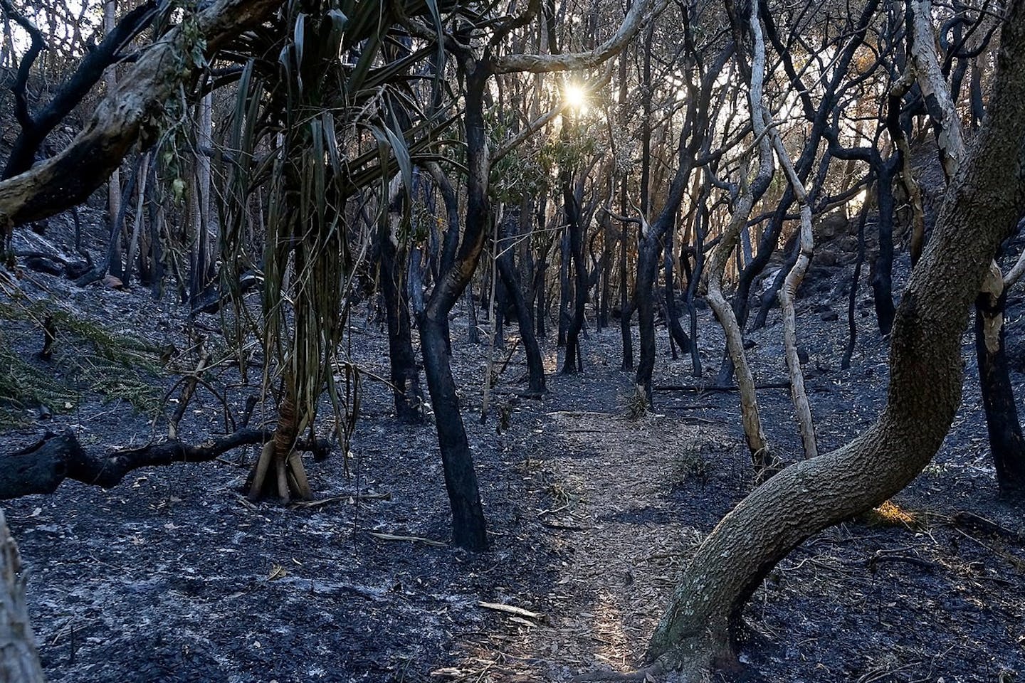 Burned forest, Australia