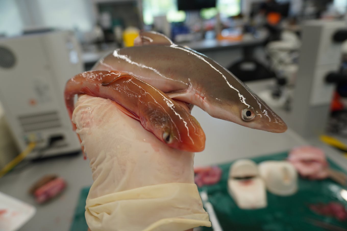 Baby blackspot sharks from two different mothers at different stages of development