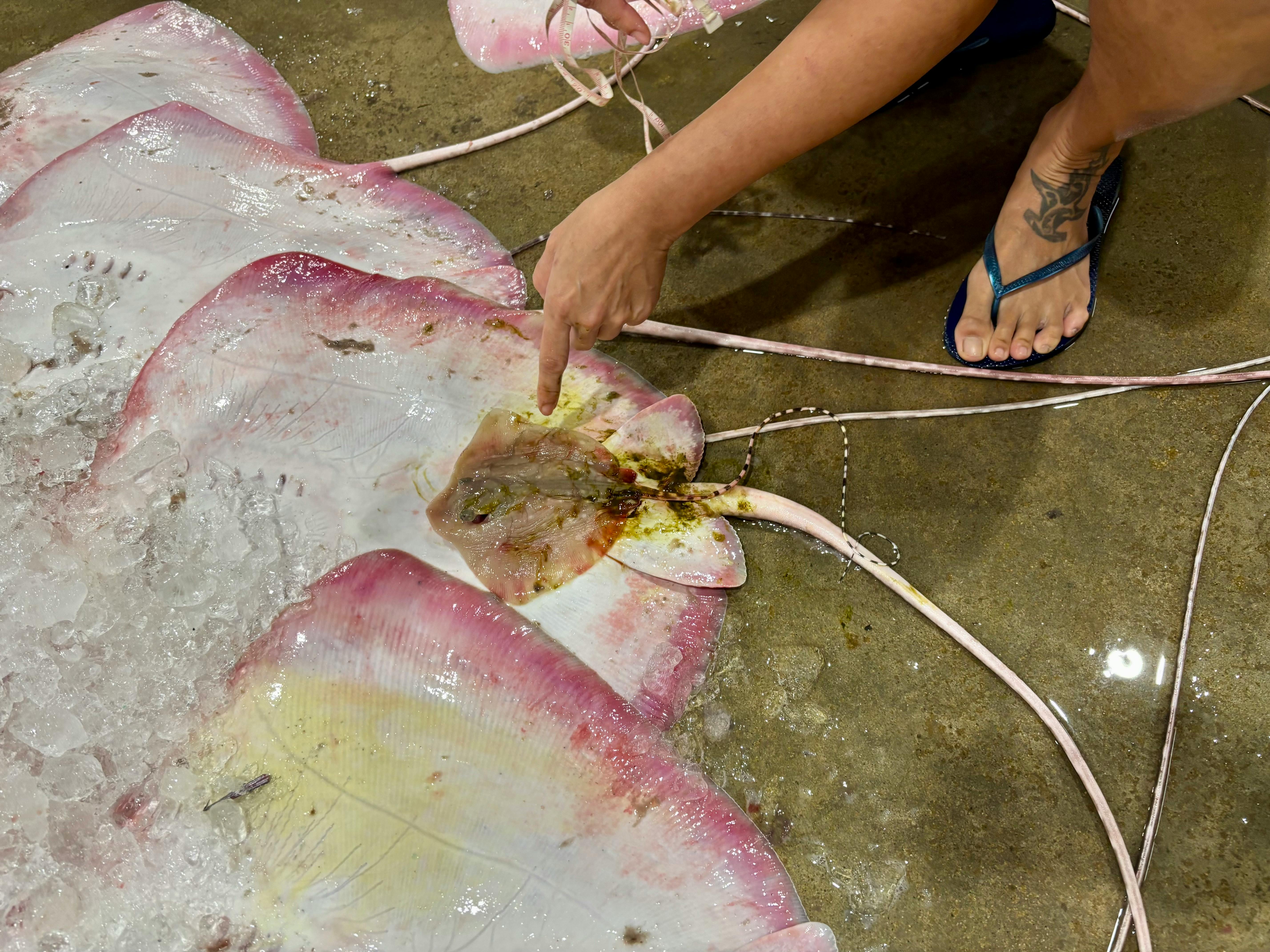 A dead baby ray is delivered at Jurong Fishery Port