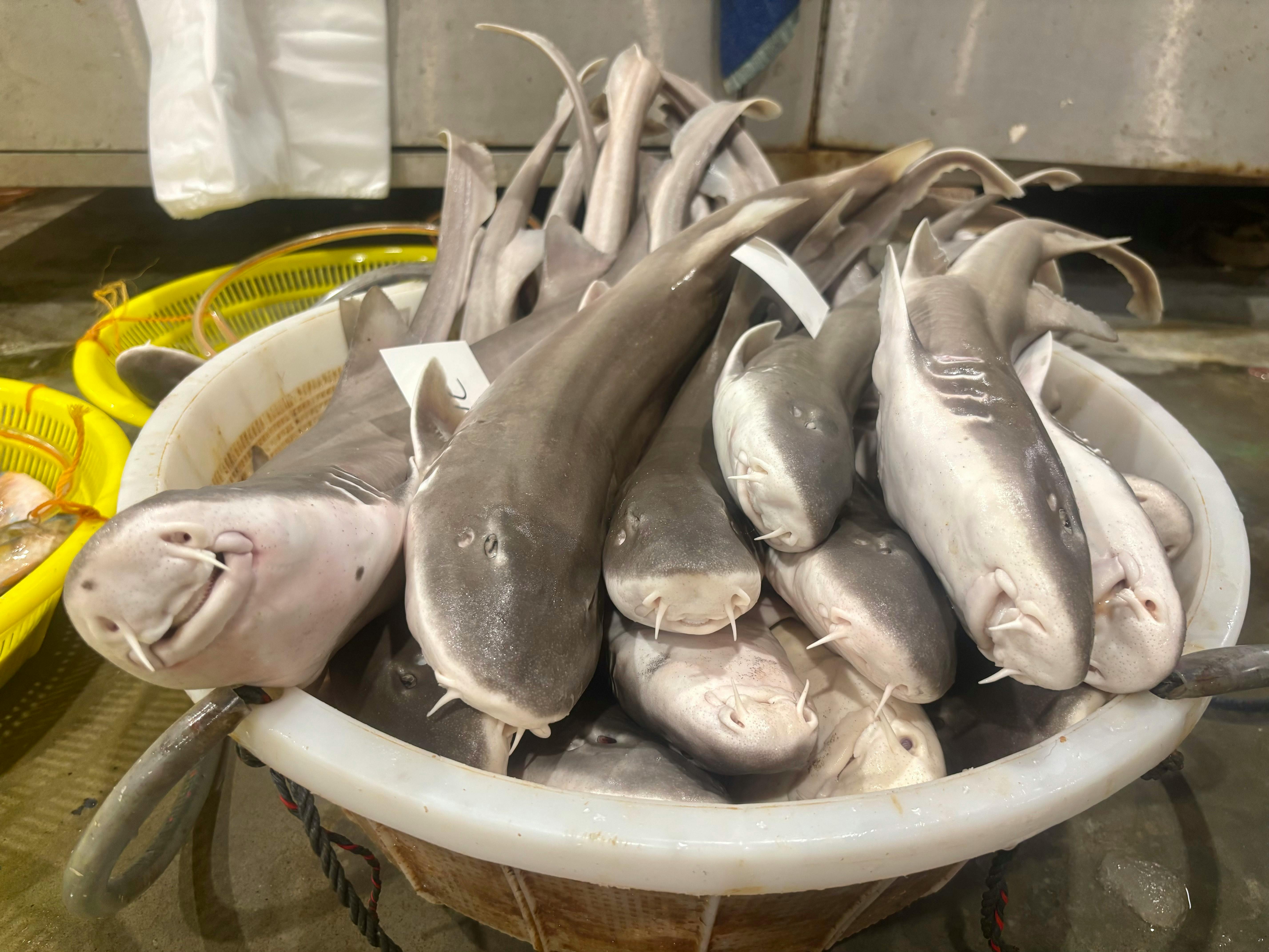 Bamboo sharks at Jurong Fishery Port