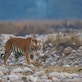 china energy case study Tiger walking in dry river