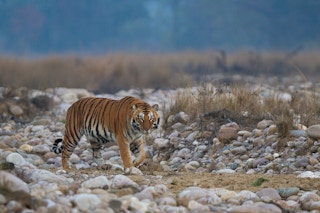 Tiger walking in dry river